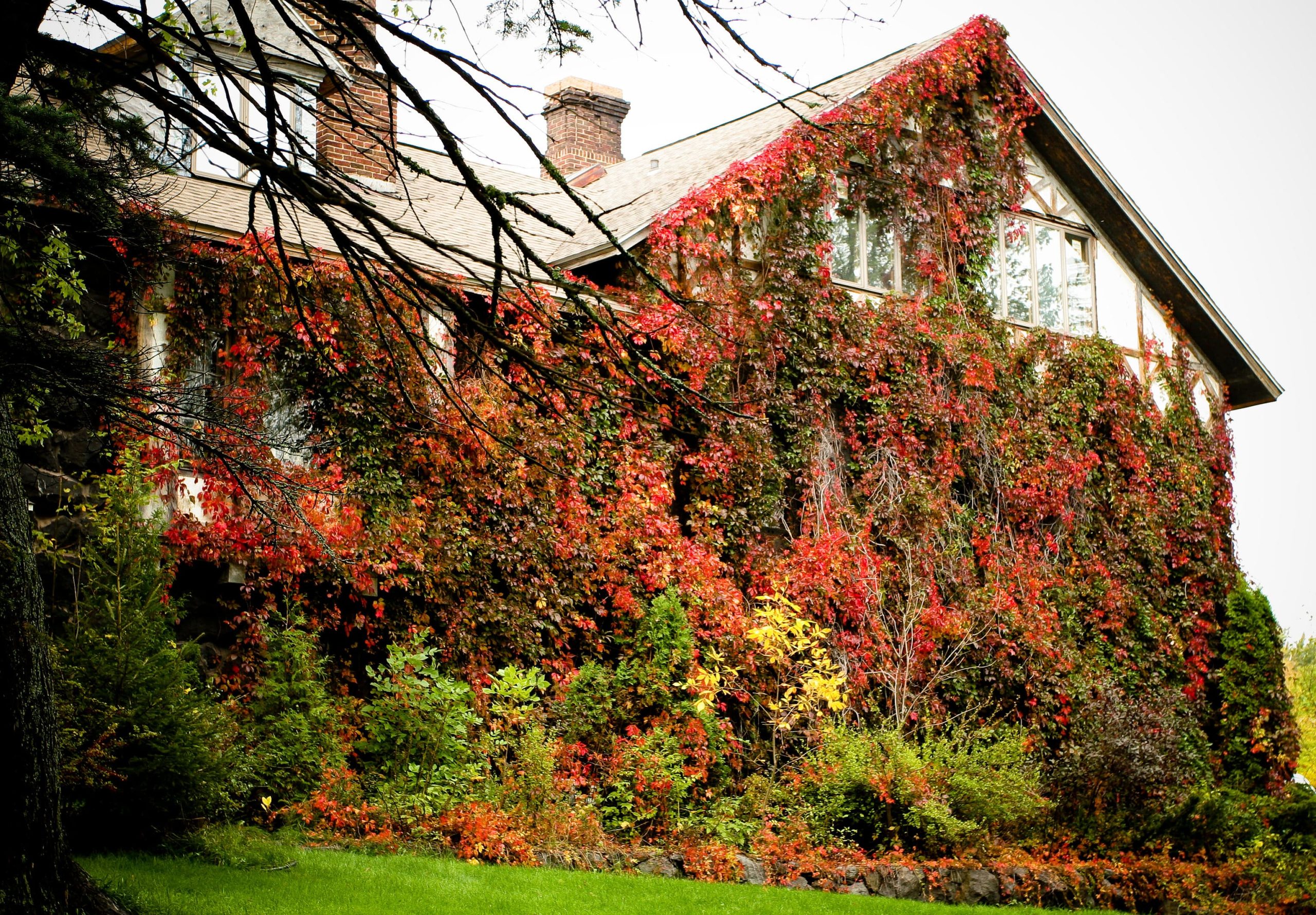 Ivy covering a house